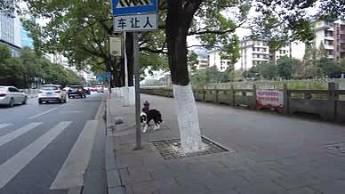 湖南郴州苏仙中路宠物黑狗过街视频视频视频的预览图